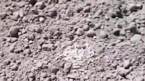 Древесная зола как удобрение для картофеля!