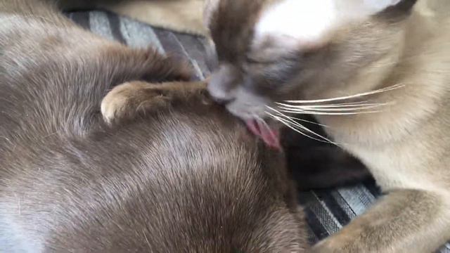 Burmese Cat бурманская кошка