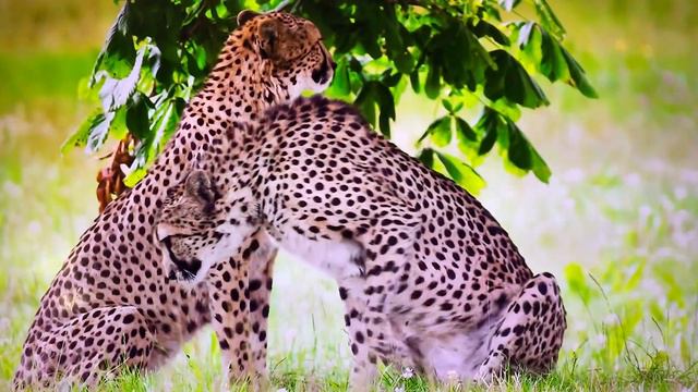 Animal Planet: Panthers/22.01.23 14:37