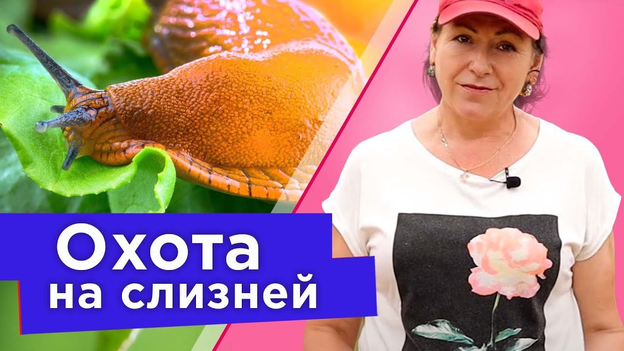 ИЗБАВЬТЕСЬ ОТ СЛИЗНЕЙ БЕЗ ХИМИИ БЫСТРО И ВЕСЕЛО! Эффективные способы борьбы со слизнями для каждого смотреть онлайн