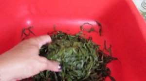 Чай из листьев и цветов Иван-чая,сбор, сушка, ферментация