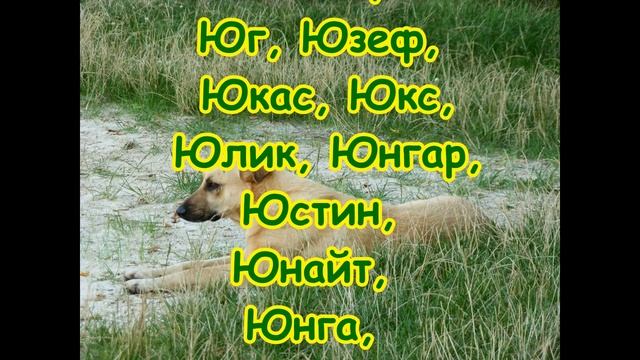 КАК НАЗВАТЬ ЩЕНКА?Клички, имена для собак,КАК ВЫБРАТЬ ИМЯ СОБАКЕ И ЩЕНКУ? смотреть онлайн