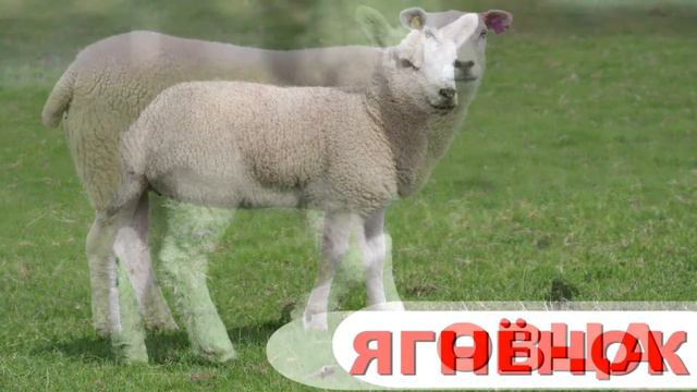 ИЗУЧАЕМ ДОМАШНИХ ЖИВОТНЫХ И ИХ МАЛЫШЕЙ, КАК ОНИ ГОВОРЯТ/ МАМА И МАЛЫШ / РАЗВИВАЮЩЕЕ ВИДЕО ДЛЯ ДЕТЕЙ смотреть онлайн