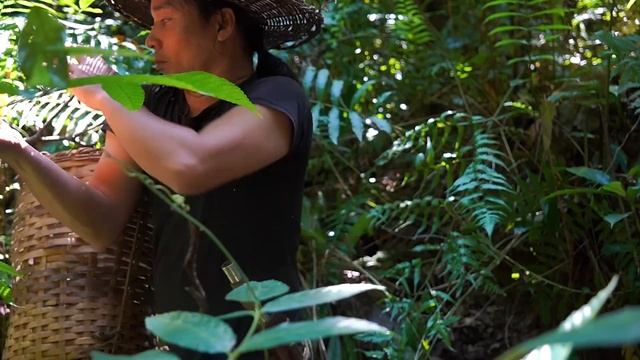 Harvesting Precious Tea, Foraging for Wild Food, Frog Soup: Survival Alone | EP.296 смотреть онлайн