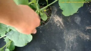 Выращивание дыни.Арбузы и дыни в открытом грунте