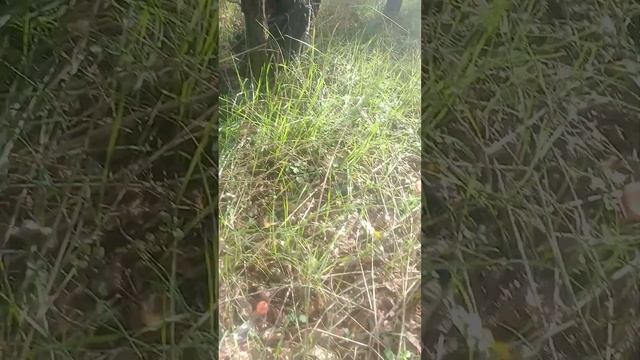 Грибы, говорушки, каменское район смотреть онлайн