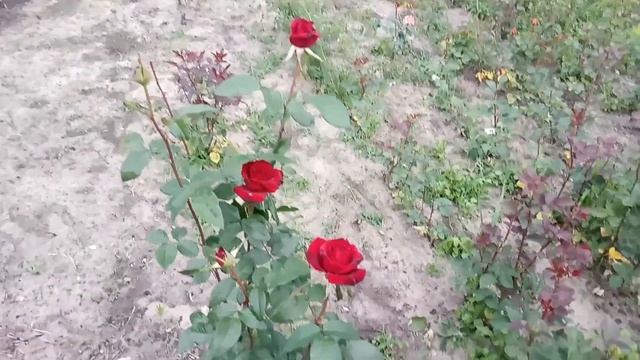Очень красивая роза смотреть онлайн