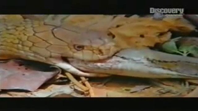 КОБРА ПРОТИВ ПИТОНА Cobra vs Python смотреть онлайн