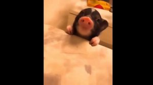 Смешные свинки минипиг - это весело!