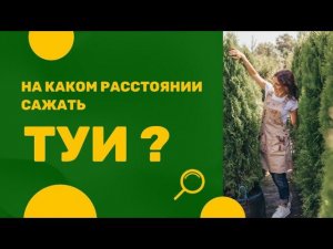 На каком расстоянии посадить туи?
