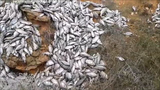 Рыбий грипп !!! Шок !!! Тонны дохлой рыбы !!! смотреть онлайн