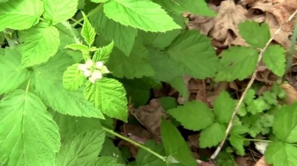 Jewel Black Raspberry's Second Year Of Growth.