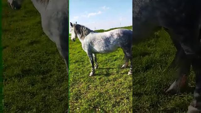 Лошади/Кобыла першерон #shorts смотреть онлайн