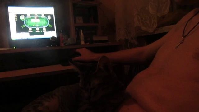 Страшный сон нервной кошки смотреть онлайн