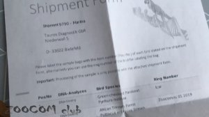 М или Ж? Какого пола наш птенец жако?