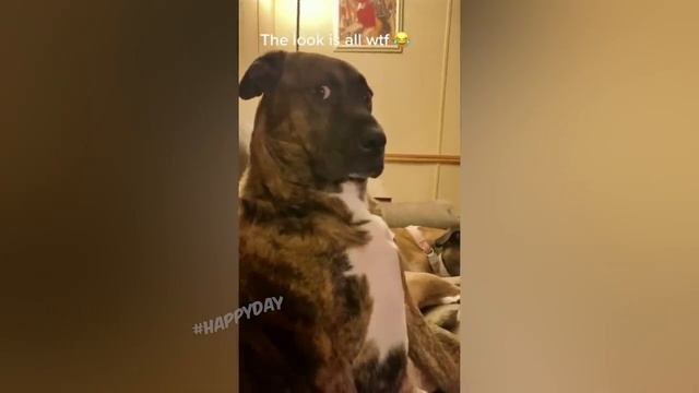 СМЕШНЫЕ КОШКИ, ЛУЧШИЕ ПРИКОЛЫ С КОТАМИ