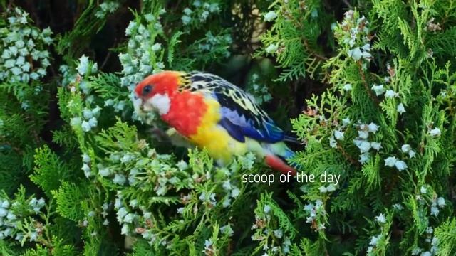Rosella Parakeet Nest Chicks And Feeding And Rosella Parrot Call
