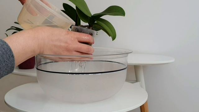 Come curare un'orchidea? 5 consigli per farla rifiorire! #phalaenopsis #curaorchidee смотреть онлайн