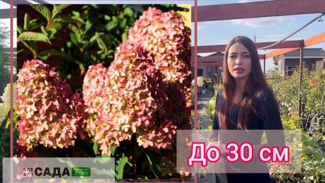 Гортензия меджикал кендл описание и характеристика сорта смотреть онлайн