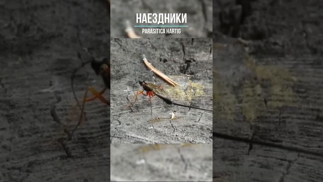 Этот паук находится в рабстве! Принудительное строительство кокона личинками осы! ? Shorts смотреть онлайн