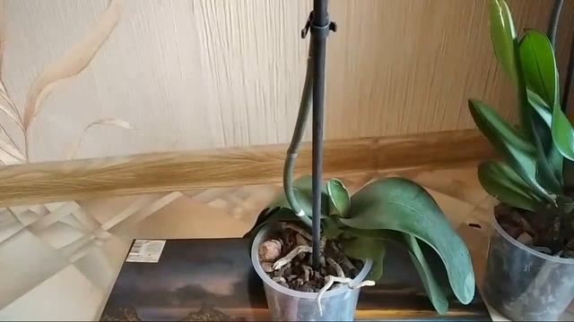 У Орхидеи Висят Листья. Что Делать? смотреть онлайн