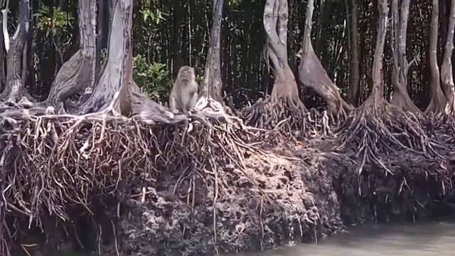 мангровые заросли Ланты и обезьяны смотреть онлайн