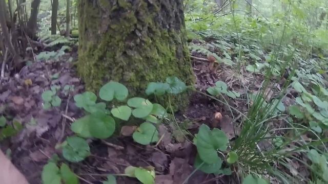 Секреты Профессионального Творца