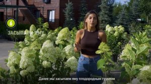 ГОРТЕНЗИЯ. Как правильно посадить гортензию на садовом участке?