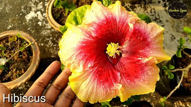 My Garden Overview episode 3, Gerbera, Rose, Hibiscus, by Garden Gyan смотреть онлайн