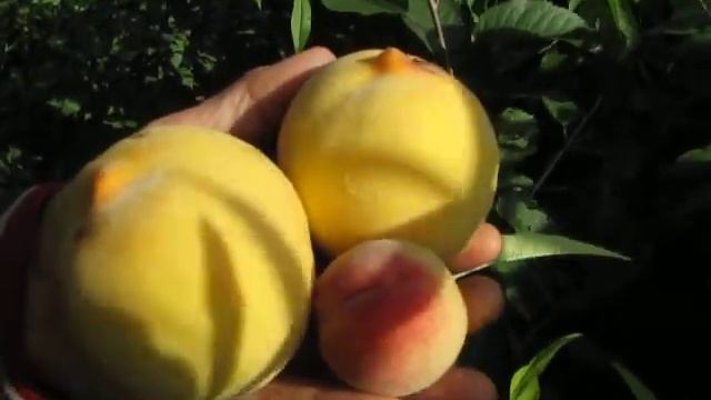 Персик Алый смотреть онлайн