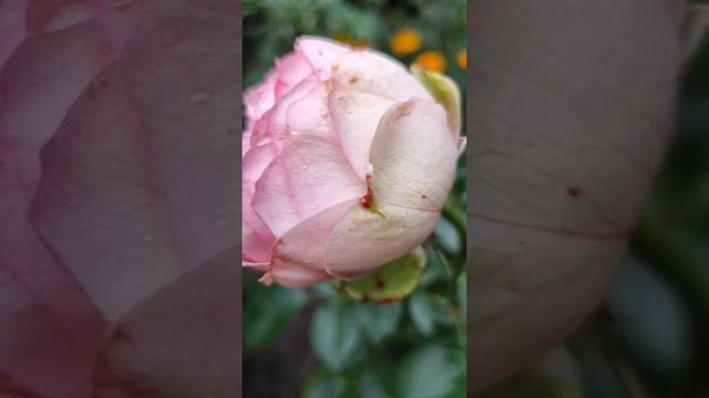 Первое цветение "BRIDAL PIANO" (БРАЙДАЛ ПИАНО). смотреть онлайн