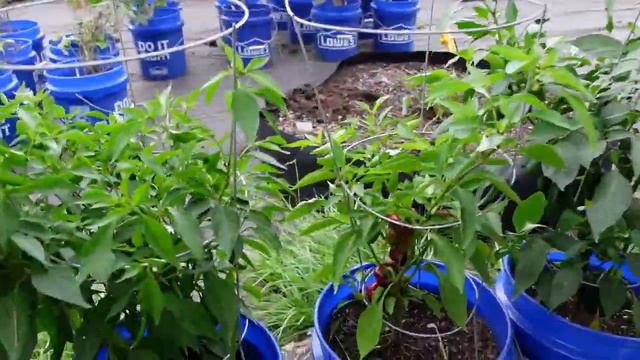 Our Second Pepper Harvest смотреть онлайн