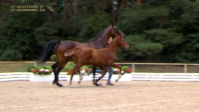 21 Vue Parfait by Vitalis - Belissimo M - Londonderry смотреть онлайн