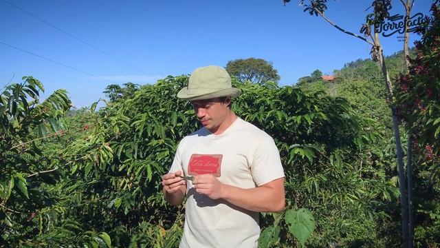 Охо-де-гайо («глаз петуха») смотреть онлайн