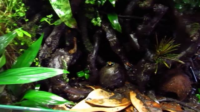 мой террариум от А до Я через год смотреть онлайн