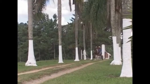 Monica Mattos - Passeio De Charrete