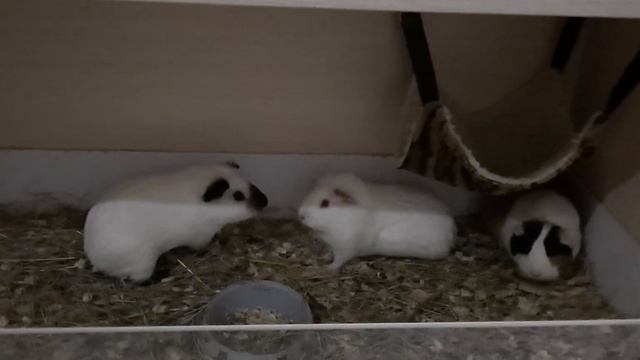 Пение и Брачные игры Морских Свинок смотреть онлайн