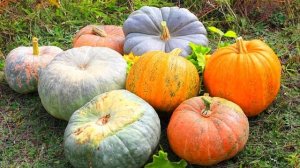 КАК ПОЯВИЛАСЬ ТЫКВА