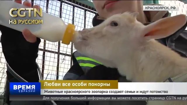 Животные красноярского зоопарка создают семьи и ждут потомство смотреть онлайн
