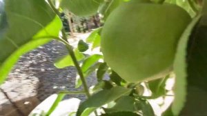 Обзор моего сада летом /// Колоновидные плодовые деревья /// Колоновидная яблоня.