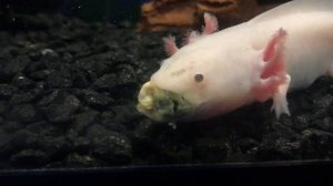 Аксолотль. Чем кормить аксолотля.