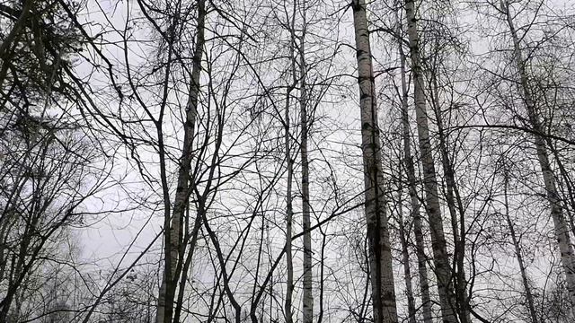 Охота на куницу с лайкой. смотреть онлайн