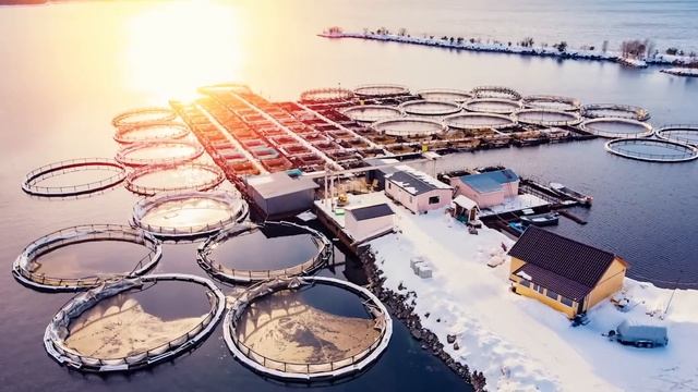 Почему чёрная икра такая дорогая раскрываем секрет смотреть онлайн