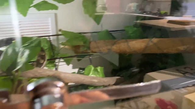 New Enclosure Setup For 2 Year Old Coastal Carpet Python смотреть онлайн