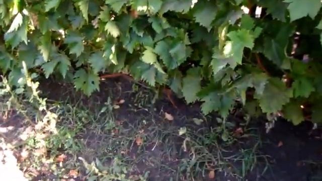 Убираем ПОДСОЛНУХИ, ставим их в пирамиду, чтобы ВОРОБЬи КЛЕВАЛИ смотреть онлайн