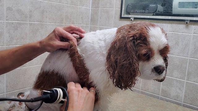 How to groom a Cavalier King Charles, full body grooming transformation, rounded longer ears смотреть онлайн