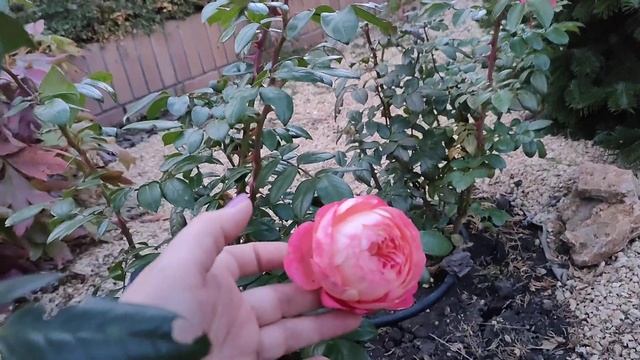 Роза Квин оф хард королева сердца цветет в октябре. смотреть онлайн