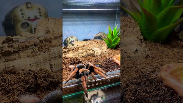 Паук-птицеед Vs таракан #tarantula #spider #brachypelmaboehmei #cockroach #паукптицеед #bite