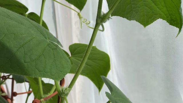 Зачем прищипывать огурцы и как правильно это делать смотреть онлайн