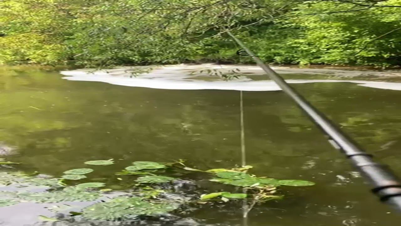 р.Сходня.27.07.2024 год. смотреть онлайн